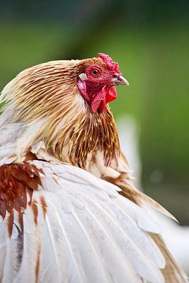 Hähne in wartenberg 